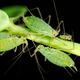 Illustration for article titled Aphids may be the only insects that can photosynthesize